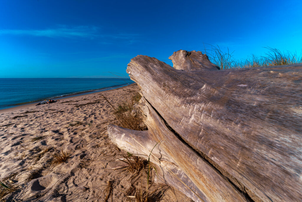 A tree trunk lays on the Sandy Point beach. So too my wife.