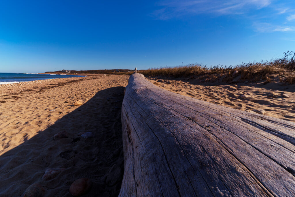 More driftwood along the beach.