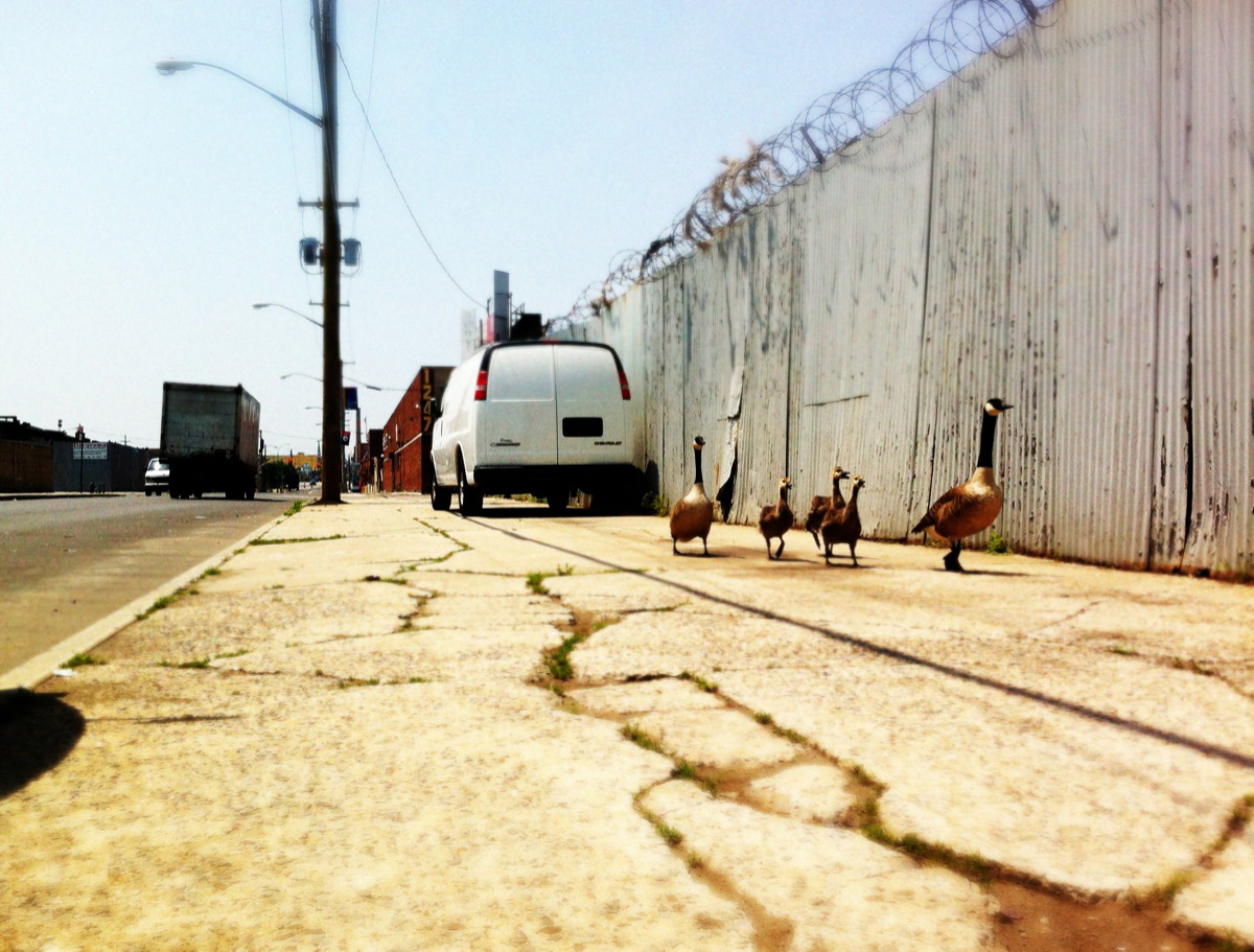 A family of geese walk down 48th Street near Maspeth Avenue in Queens
